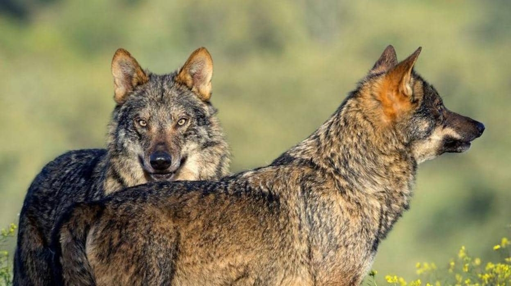 La caza del lobo ibérico en Castilla y León es ilegal